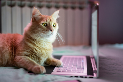 Illustration einer Katze, die auf den Laptop-Bildschirm schaut